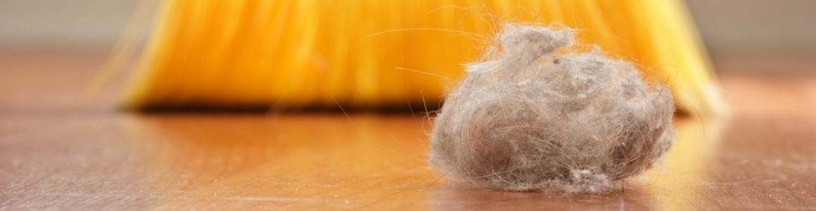 Cleaning dust is a must for April Fresh Cleaning dust is a must for April Fresh